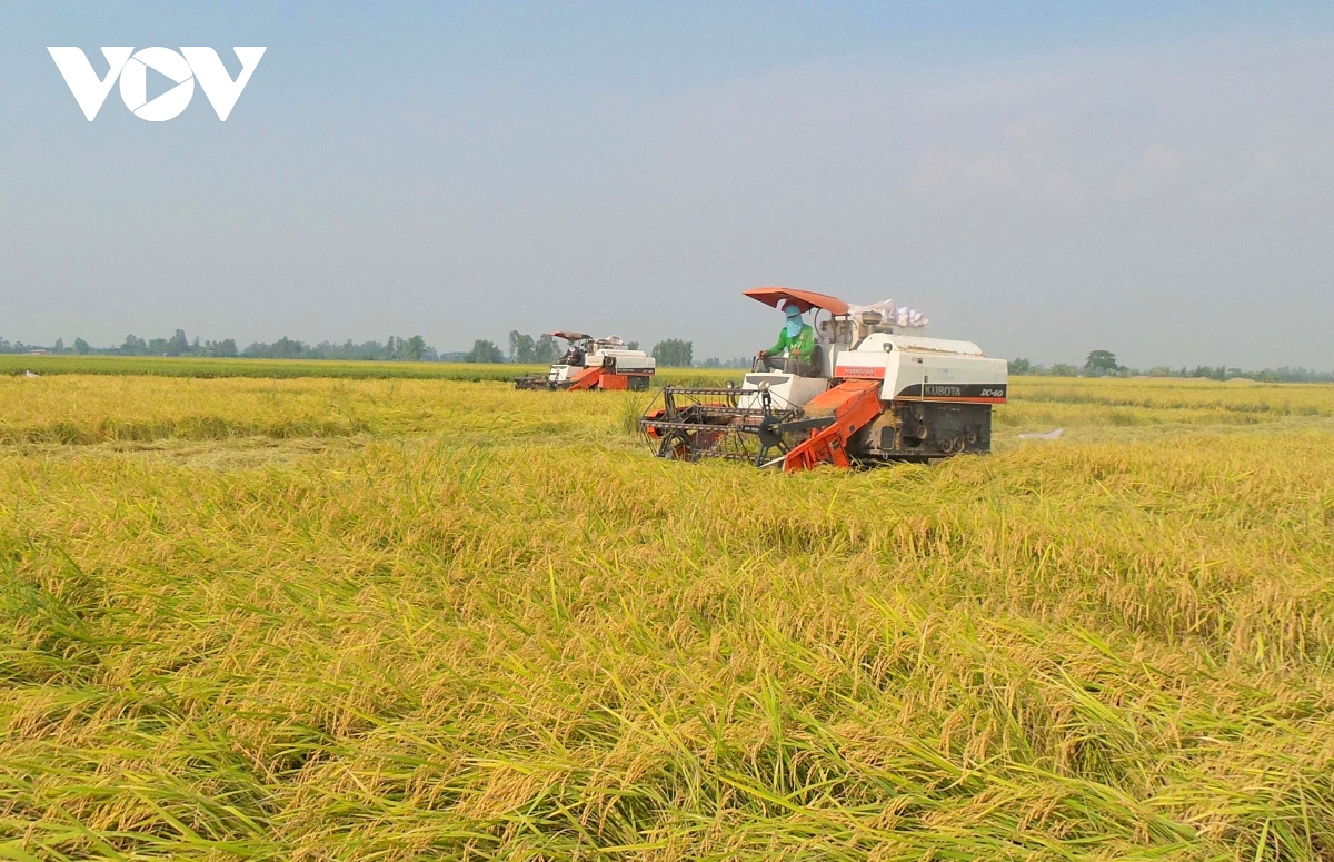 Vietnam Rice Festival 2023 to be held in Hau Giang this December
